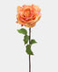 Sunset Dutchess Rose 20" - 1