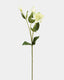 Real Touch Cream Green Lisianthus 22” - 1