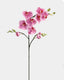 Pink Flowering Phalaenopsis Orchid 34" - 1