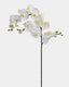 White Flowering Phalaenopsis Orchid 34" - 1