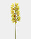 Green Cymbidium Orchid 41.5" - 1