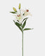 White Stargazer Lily 29" - 1