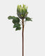 Green King Protea 23.5" - 1