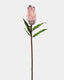 Pink Mink Protea 29" - 1