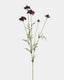 Violet Scabiosa Wildflower 29" - 1