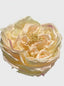 Champagne Blush - close-up