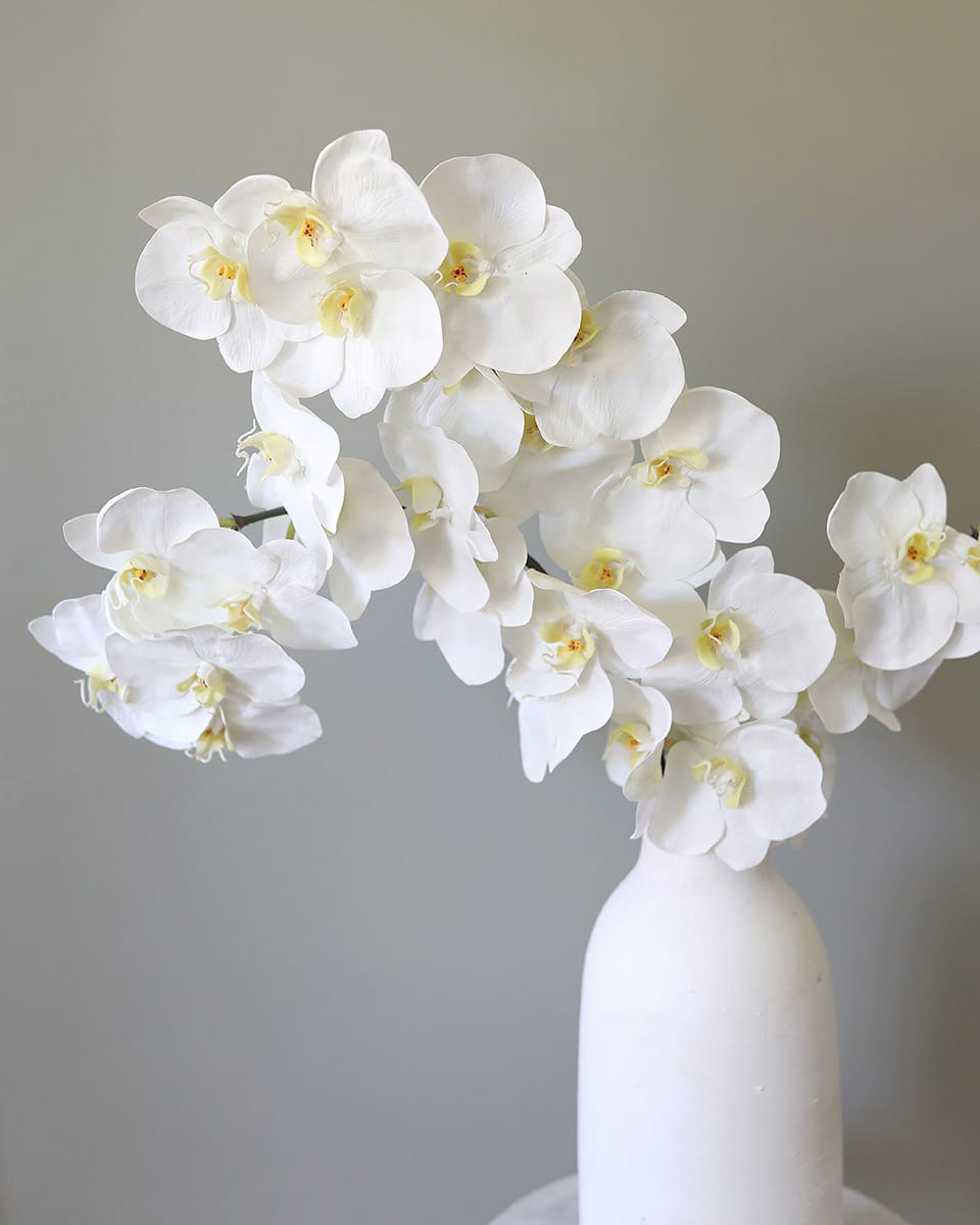 Orchid Stems