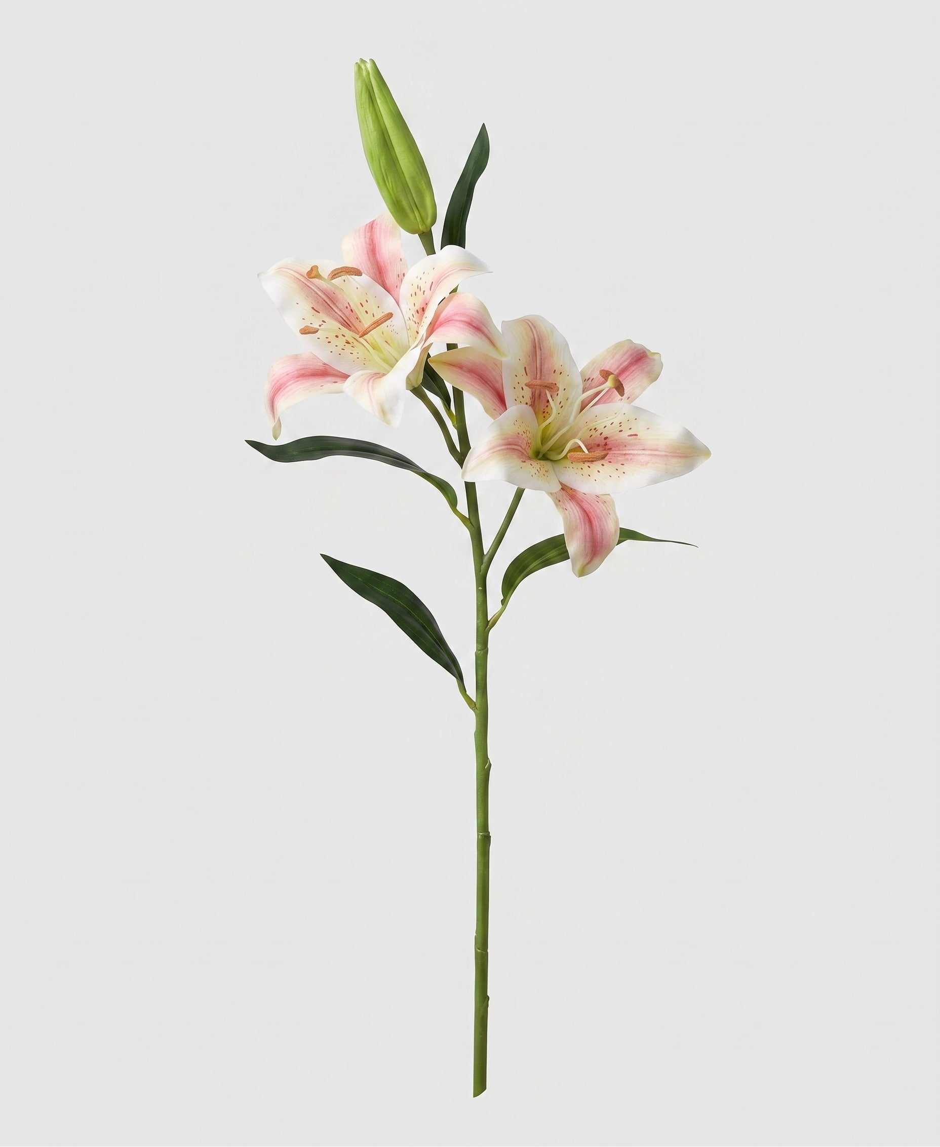 Casablanca Real Touch Large Lily Single Stem - Champagne (edited v2) Main image