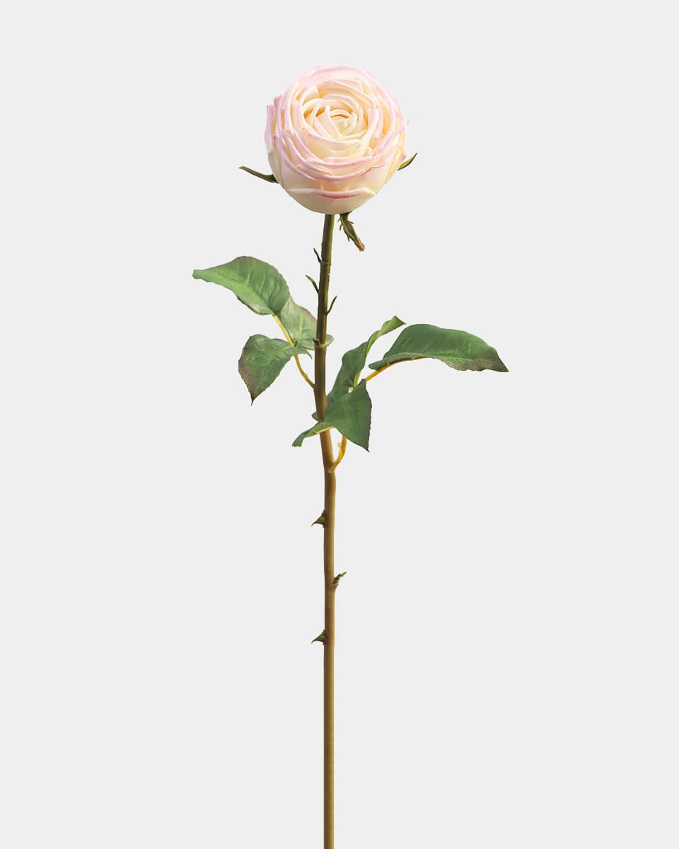 Real Touch Cream Pink English Rose 24" - 1 Main image
