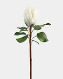 White King Protea 23.5" - 1