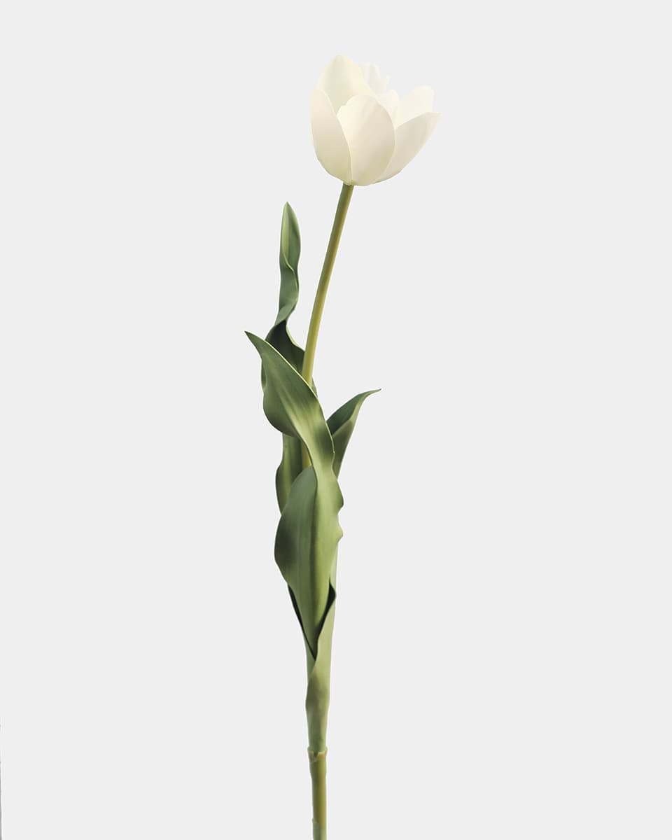 Cream White Tulip 22.5" - 1