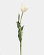 Cream White Tulip 22.5" - 1