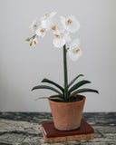 Faux Orchid in Terracotta Pot 19" - 1