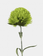 Grass Ball Green Dianthus Single Stem - Flovery