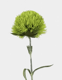 Grass Ball Green Dianthus Single Stem