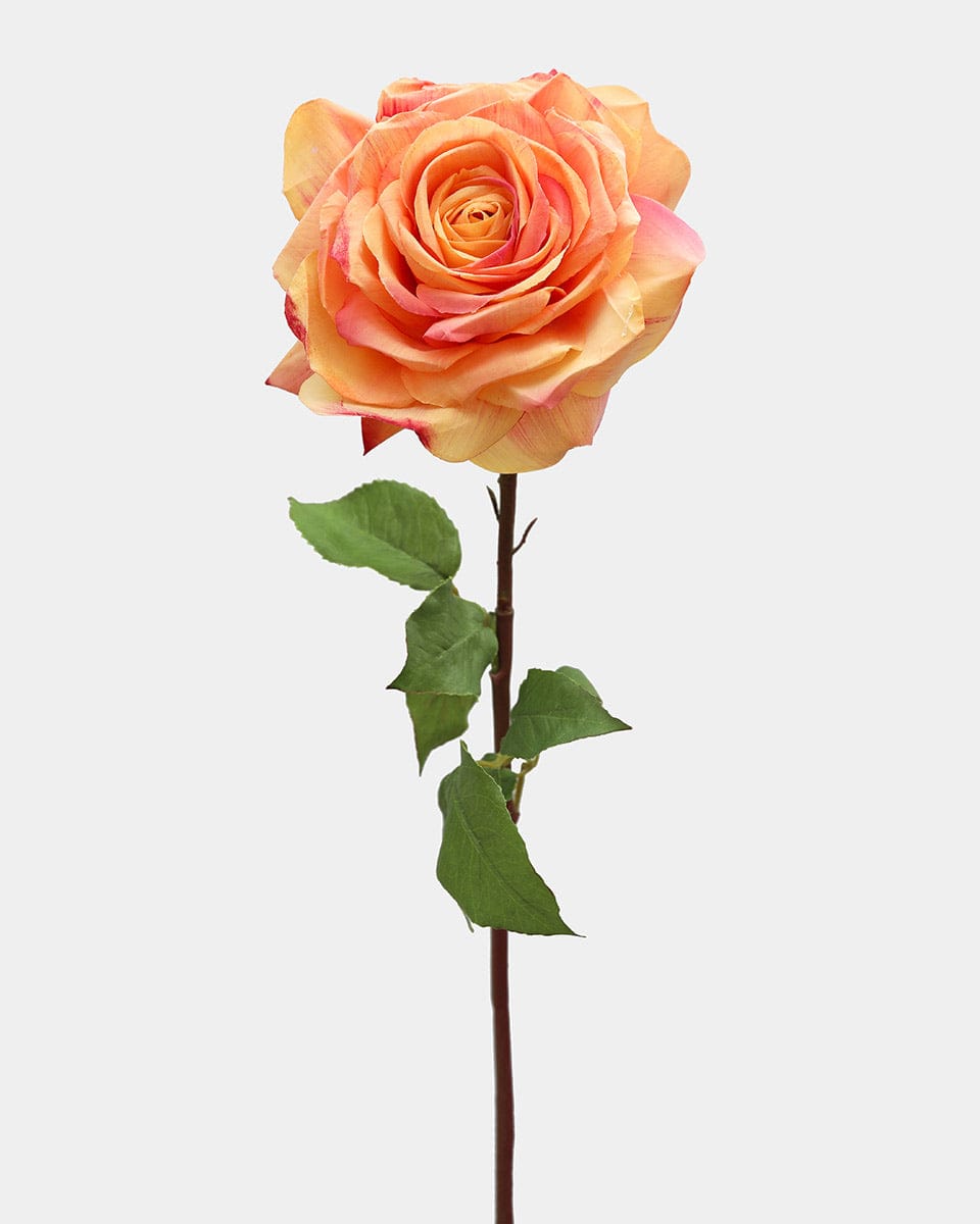 Sunset Dutchess Rose 20" - 1 Main image