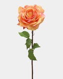 Sunset Dutchess Rose 20" - 1
