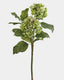 Green Double Hydrangea 36" - 1