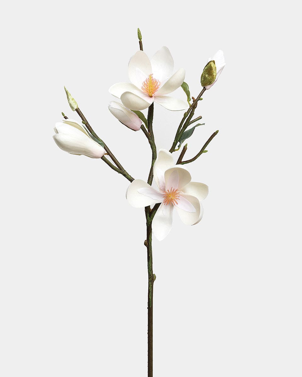 White Magnolia Tulip 20" - 1