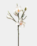 White Magnolia Tulip 20" - 1