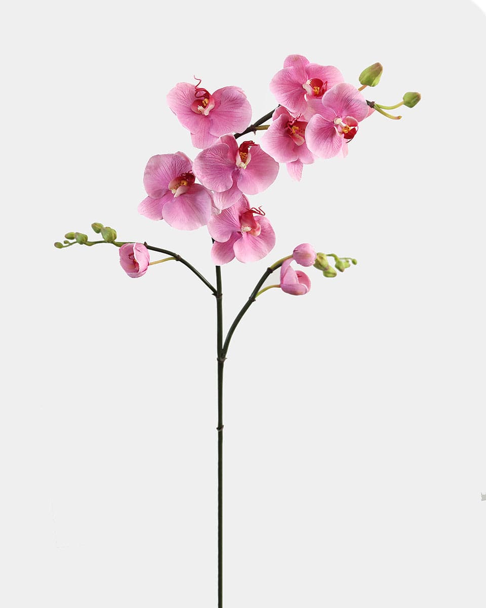 Pink Flowering Phalaenopsis Orchid 34" - 1 Main image