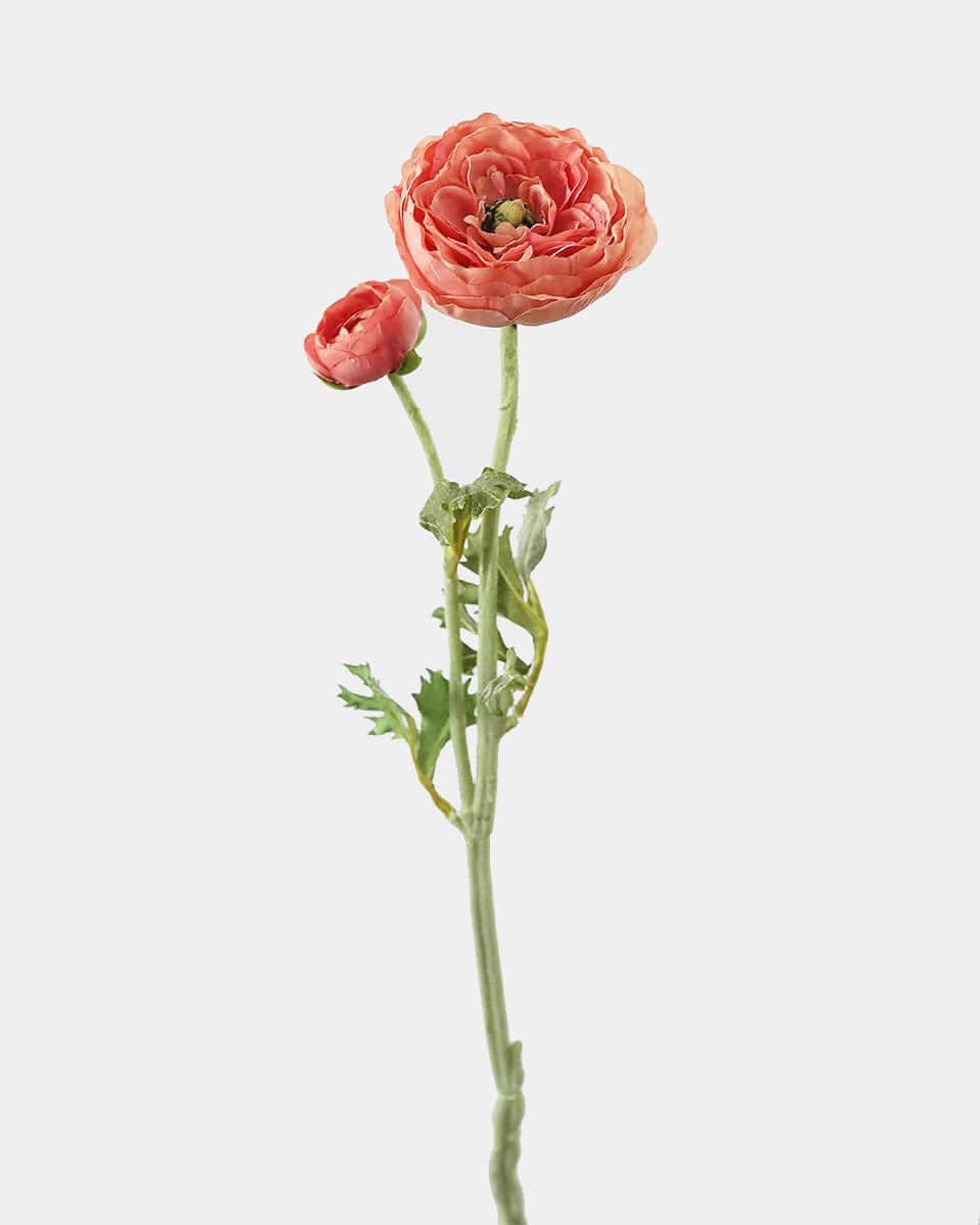 Salmon Pink Ranunculus 19.5" - 1 Main image