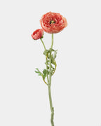 Salmon Pink Ranunculus 19.5" - 1