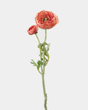 Salmon Pink Ranunculus 19.5" - 1