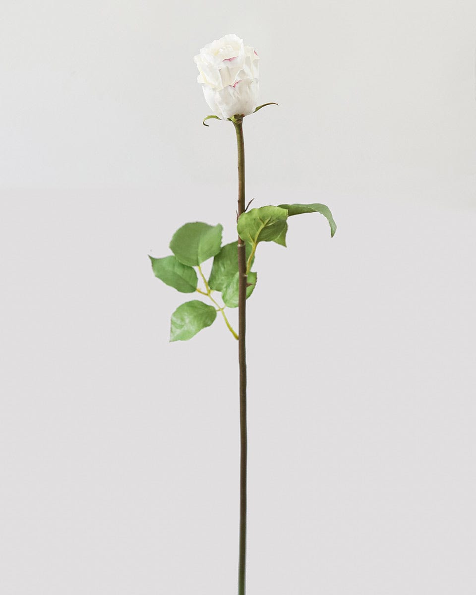 White Dutchess Rose Bud 23" - 1 Main image