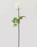 White Dutchess Rose Bud 23" - 1
