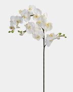 White Flowering Phalaenopsis Orchid 34" - 1