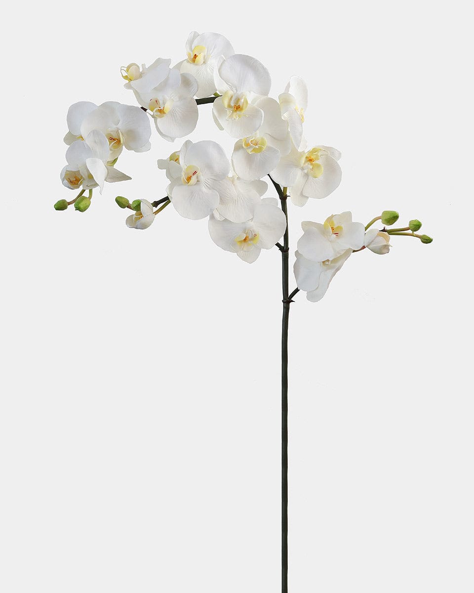 White Flowering Phalaenopsis Orchid 34" - 1