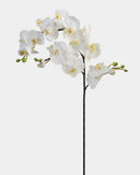 White Flowering Phalaenopsis Orchid 34" - 1
