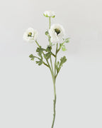 White Ranunculus 18.5" - 1