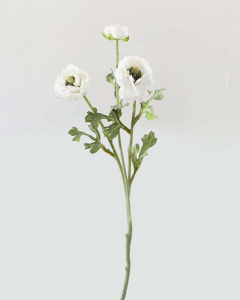 White Ranunculus 18.5" - 1