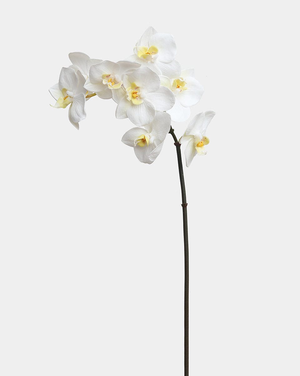 White Orchid Phalaenopsis 23" - 1 Main image