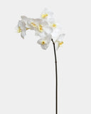 White Orchid Phalaenopsis 23" - 1