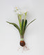 Real Touch White Narcissus 13” - 1
