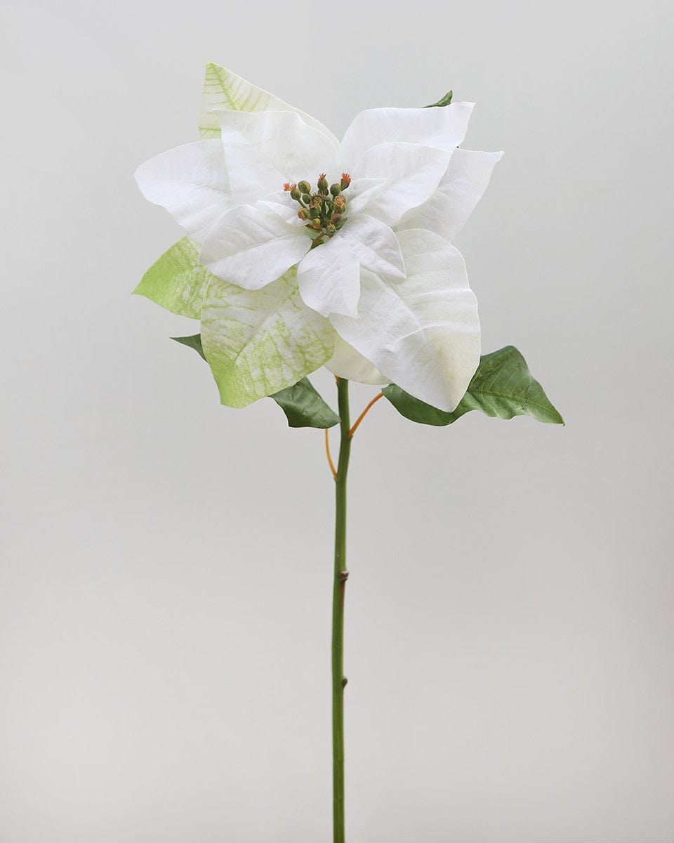 White Poinsettia 24” - 1 Main image