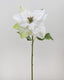 White Poinsettia 24” - 1