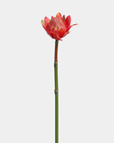 Faux Red Orange Waratah Protea 16.5” - 1
