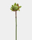 Faux Green Waratah Protea 16.5” - 1