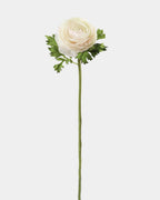 Cream Silk Ranunculus 21” - 1