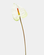 Painters Palette Anthurium 22" - 1