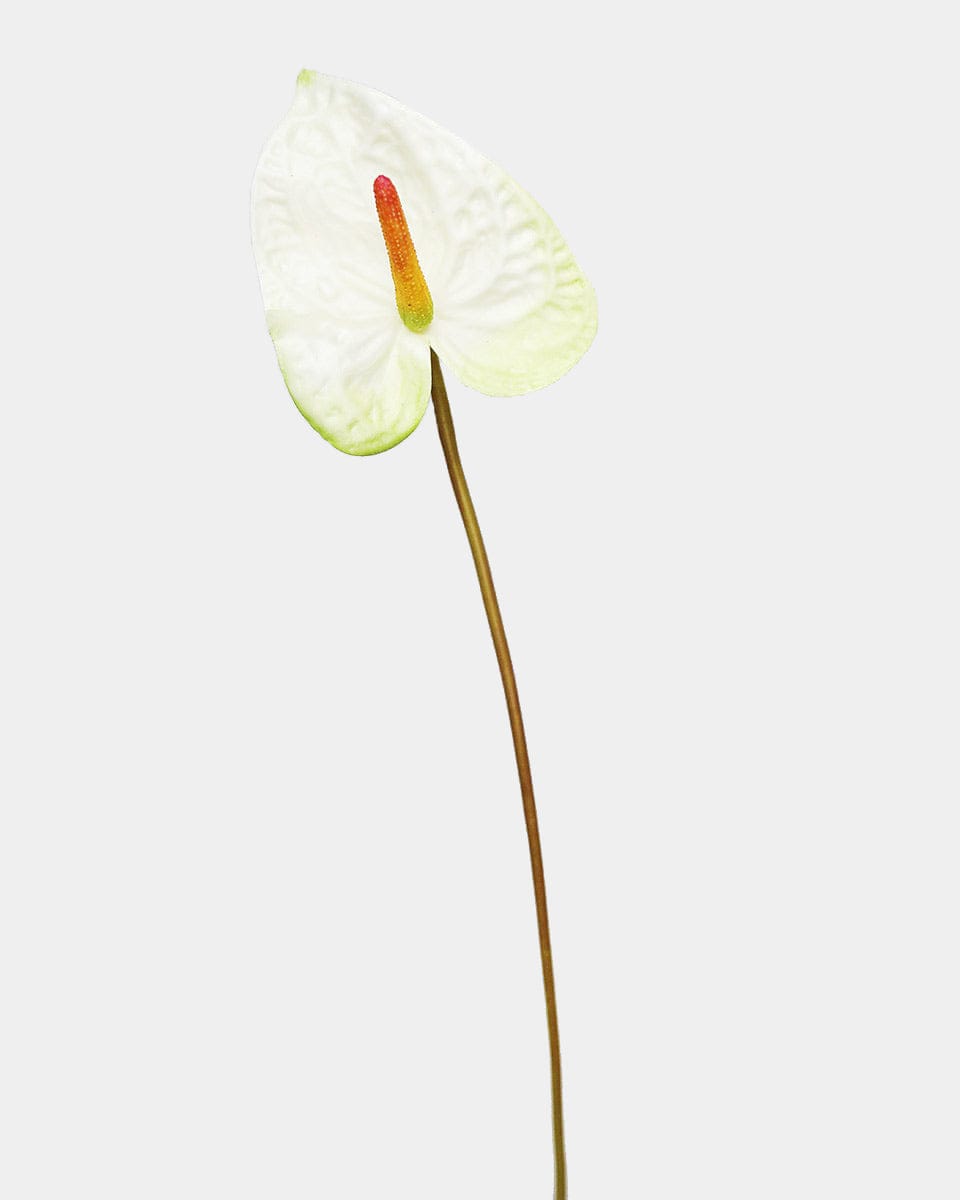 Painters Palette Anthurium 22" - 1