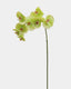 Green Phalaenopsis Orchid 33" - 1