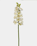 Cream Cymbidium Orchid 33" - 1