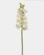 Cream Cymbidium Orchid 33" - 1