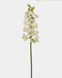Cream Cymbidium Orchid 33" - 1