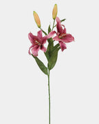 Plum Stargazer Lily 37.5" - 1
